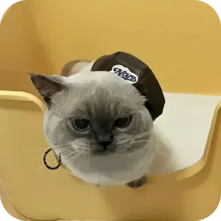 Стикер Kitty😻 - 2