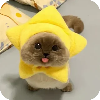 Стикер Kitty😻 - 4