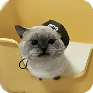 Стикер Kitty😻 - 8