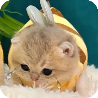 Стикер Kitty😻 - 1