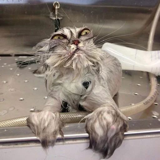 животное млекопитающее кошка