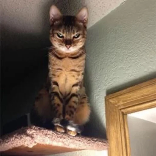 животное млекопитающее кошка