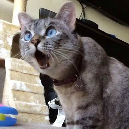 животное млекопитающее кошка