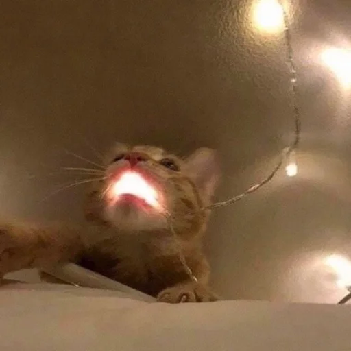 кошка животное домашняя кошка