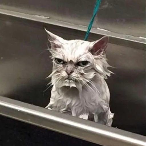 млекопитающее кошка животное