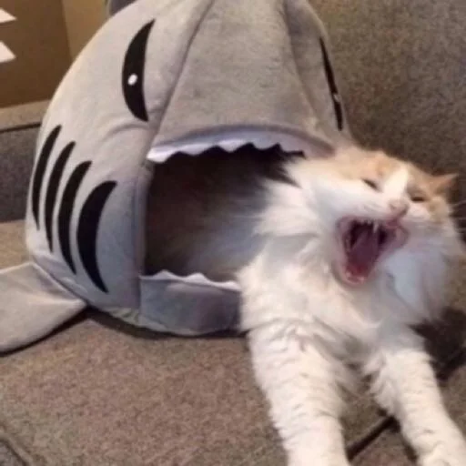 кошки малого и среднего размера кошачьи животное