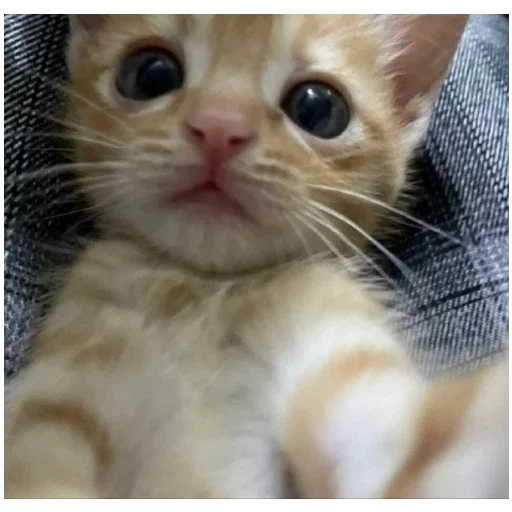 Sticker Kitty_ket6 - 1