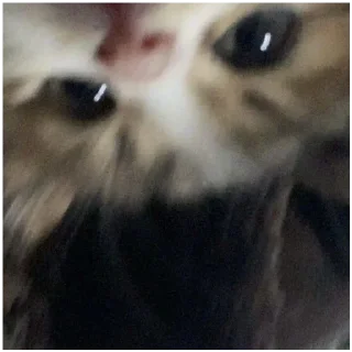 Sticker Kitty-ket - 8