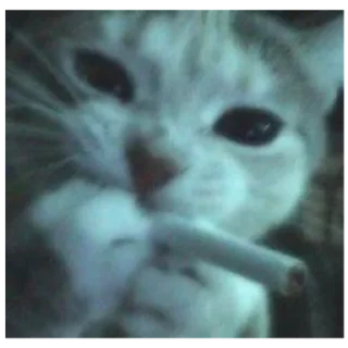 Sticker Kitty-ket - 11