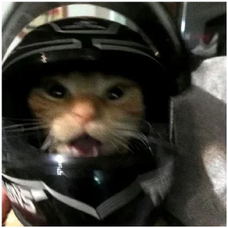 Sticker Kitty-ket - 6