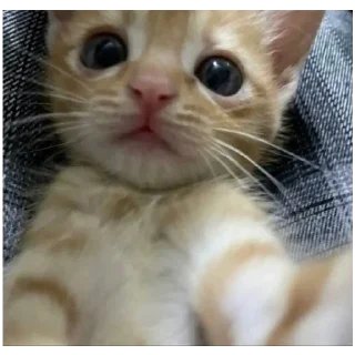 Sticker Kitty-ket - 3