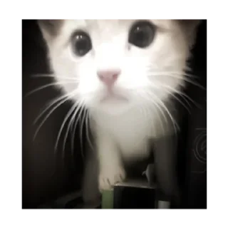 Sticker Kitty-ket - 10