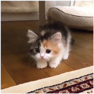 Sticker Kitty-ket - 5