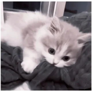 Sticker Kitty-ket - 0