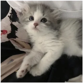 Sticker Kitty-ket - 4