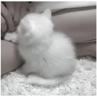 Sticker Kitty-ket - 7