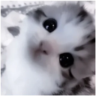 Sticker Kitty-ket - 1