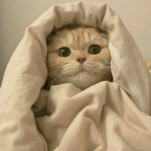 Sticker Kitty_miss010 - 1