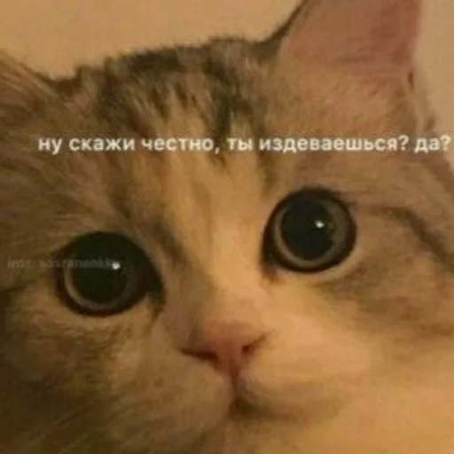 Стикер Kitty_miss010 - 1