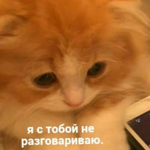 Стикер Kitty_miss010 - 1