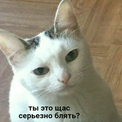 Стикер Kitty_miss010 - 1