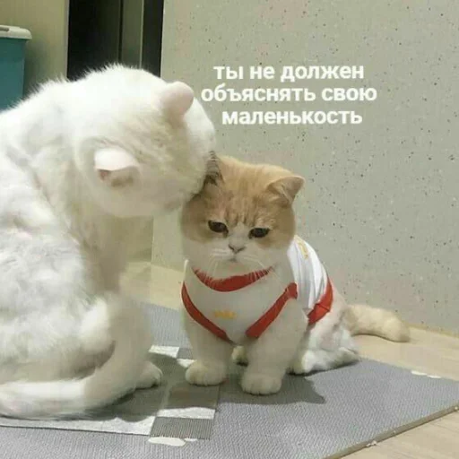 Sticker Kitty_miss010 - 1