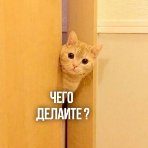 small to medium-sized cats text felidae