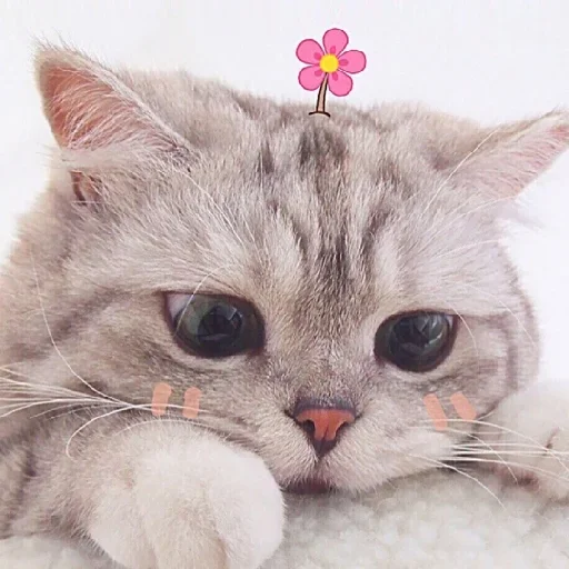 Котики :: @fStikBot - 