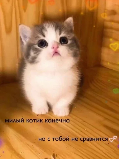 Sticker Котики :: @fStikBot - 1