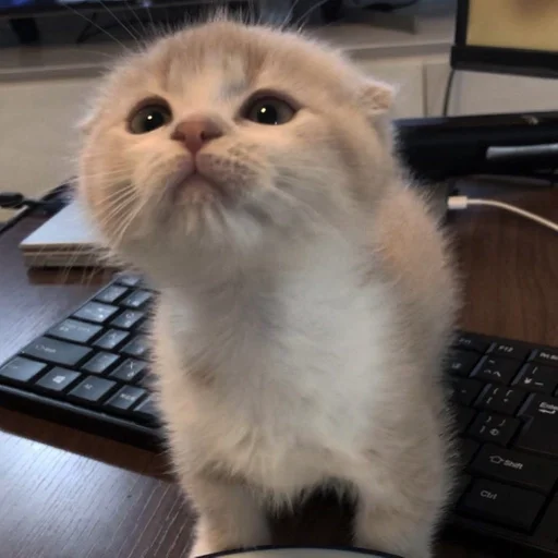 Sticker Котики :: @fStikBot - 0