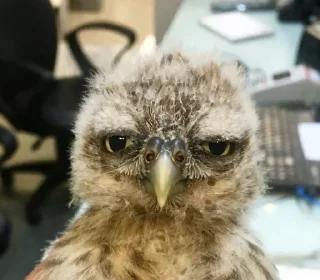 Стикер @Diastomi 18 - 10