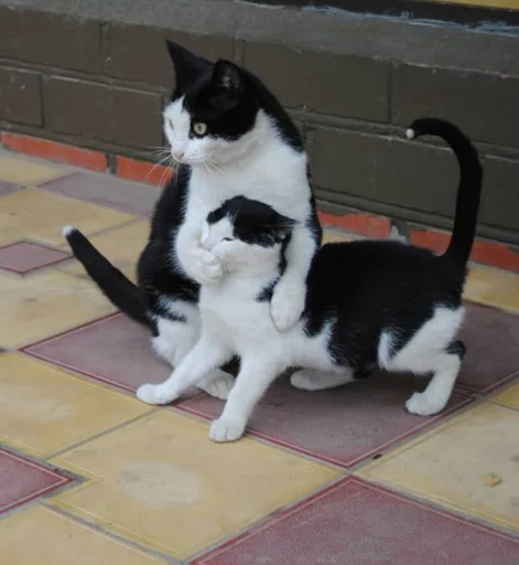 Стикер Kkassi_by_TgEmodziBot - 1