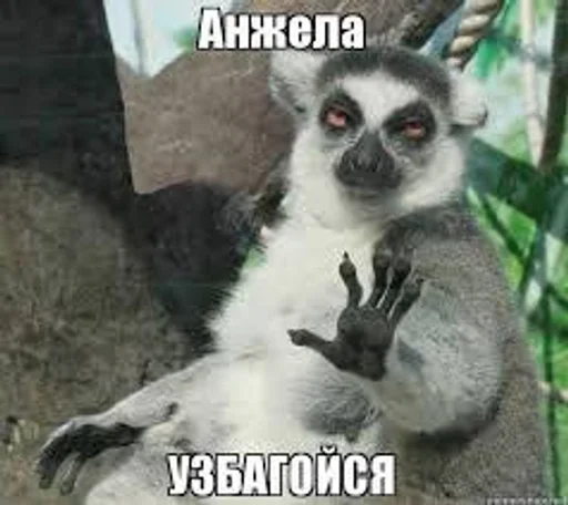 animal mammal primate