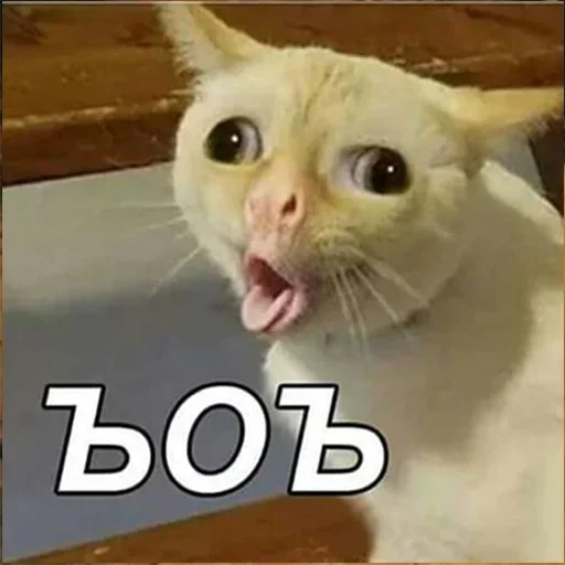 Koteyka by @fStikBot - СМС