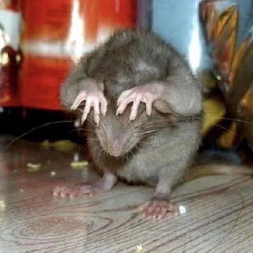 animal mammal rodent