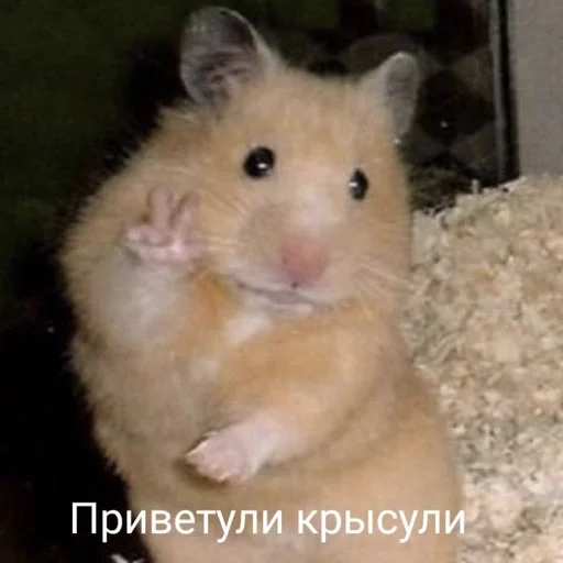 animal mammal hamster