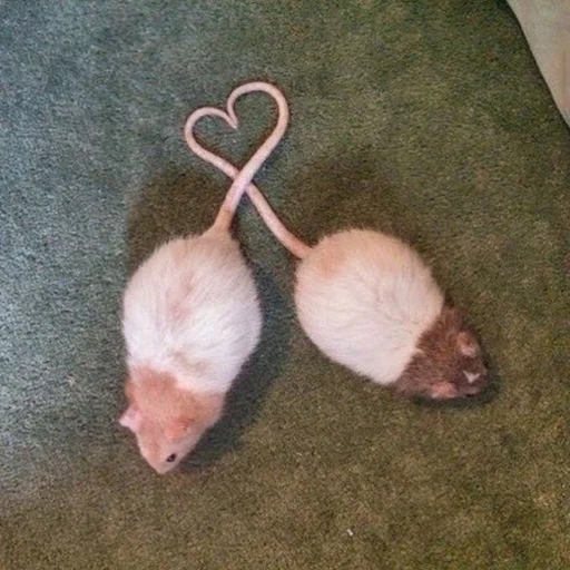 animal mammal polecat