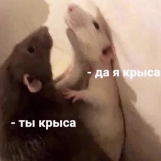 mammal animal rodent