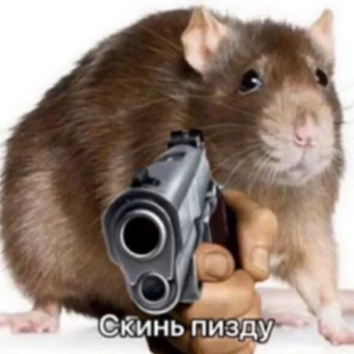 mammal animal rodent