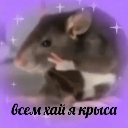 mammal animal rodent