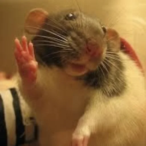 mammal animal rodent