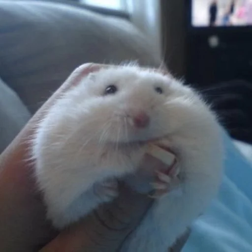 rodent mouse muroidea