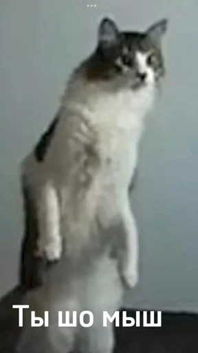 Sticker Класс бобров - 6