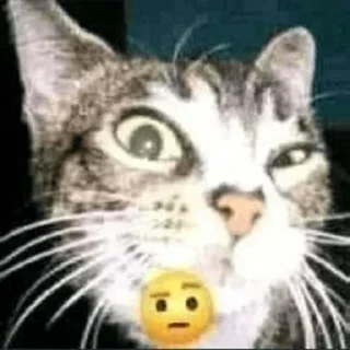 Sticker баребух алиханова - 10