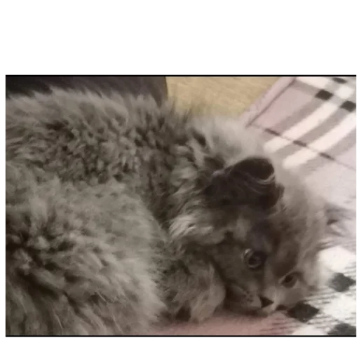 animal mammal small to medium-sized cats