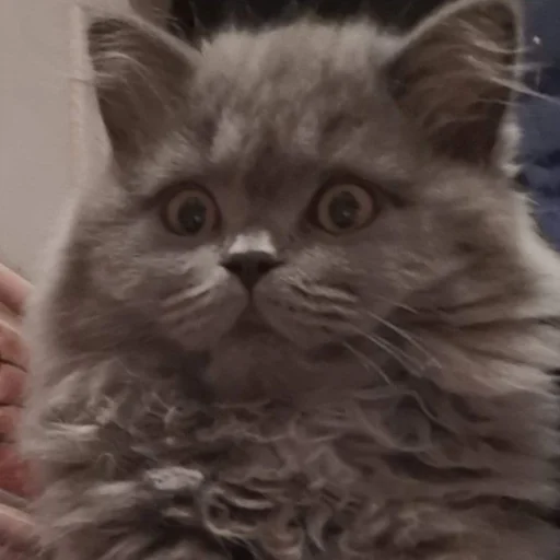 cat domestic cat small to medium-sized cats