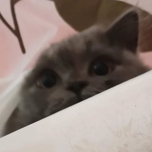 small to medium-sized cats cat domestic cat