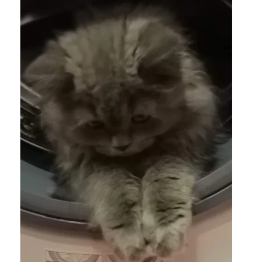 klicat - small to medium-sized cats