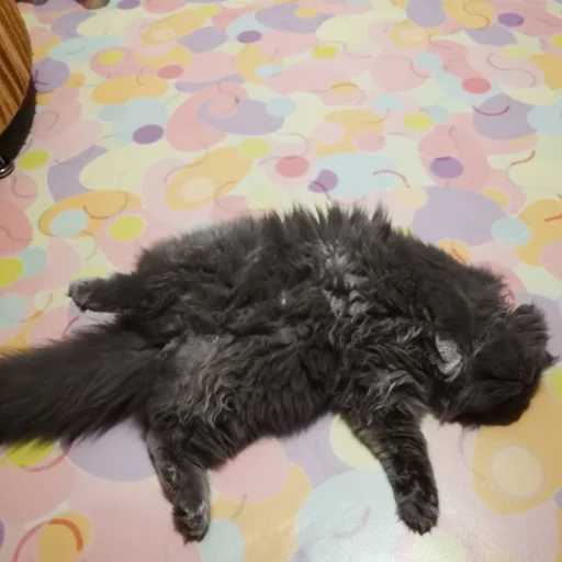 animal mammal indoor