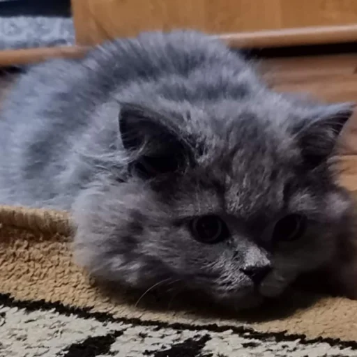 animal mammal small to medium-sized cats